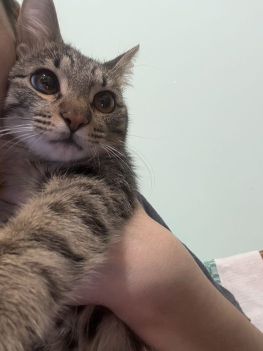 Котенок мальчик отдам даром