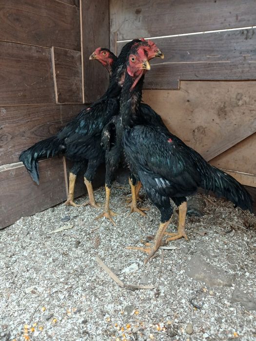 Qoni toza qoratoylar sotildi