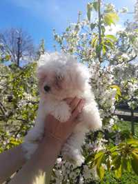 Catelusa bichon maltese