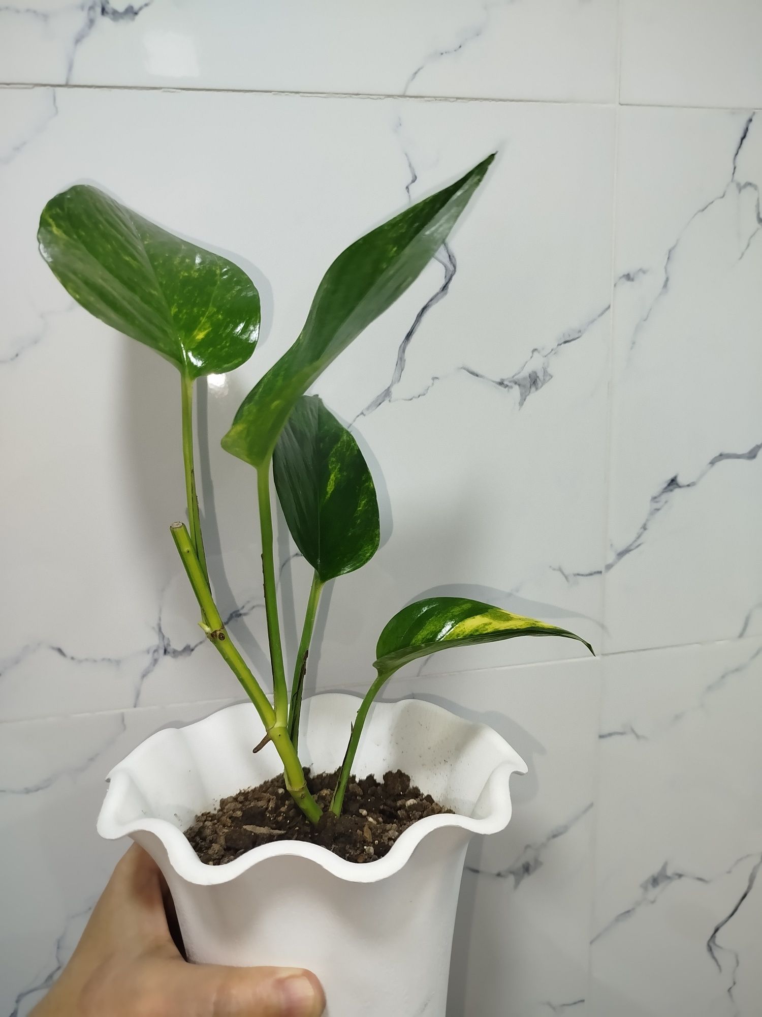 Stendapsus varigatniy