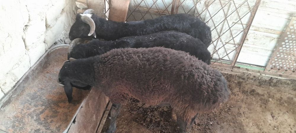 Mol va qo'chqorlar sotiladi