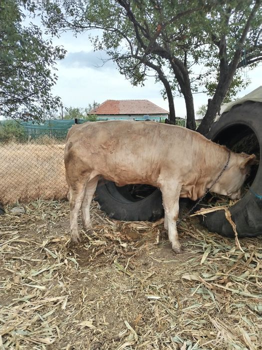 De Vânzare vițel de carne