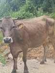 Vaca bruna de vânzare