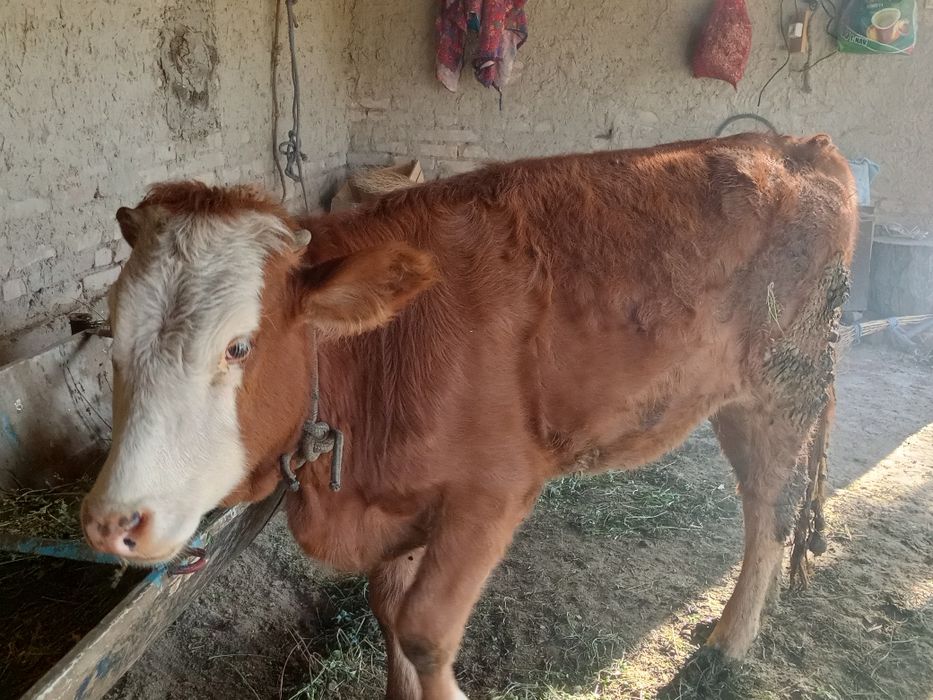 Mol gunochin sotiladi Jondor