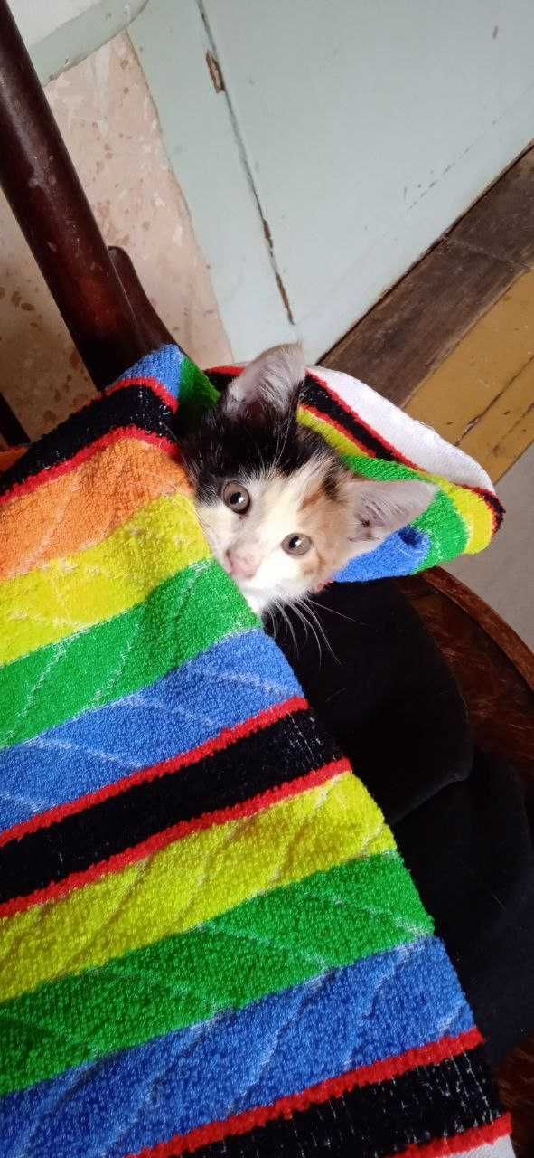 Отдам красивого котенка