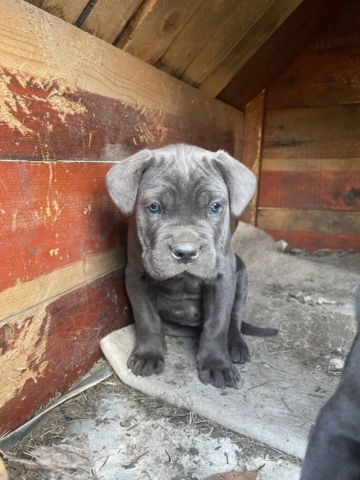 Vand pui cane corso