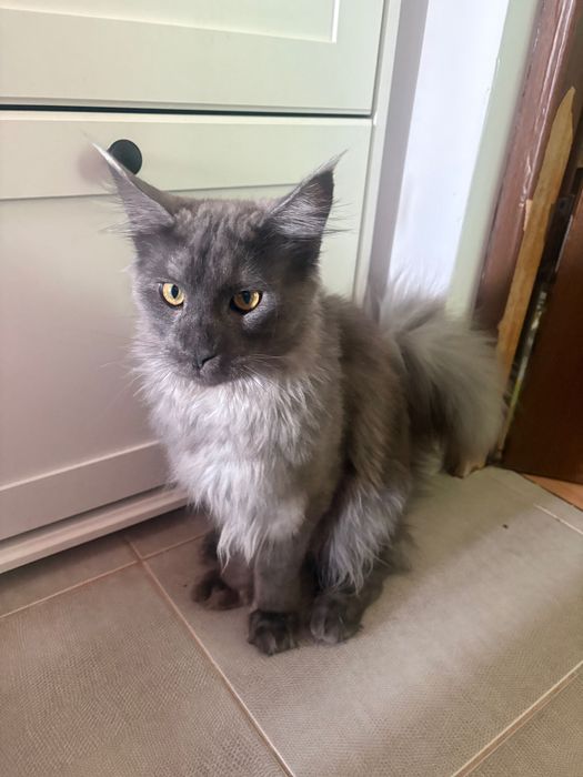 Pisica de rasa Maine coon mascul