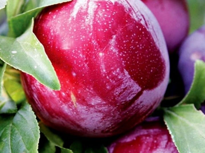 Pomi Fructiferi la Ghiveci (Prun )