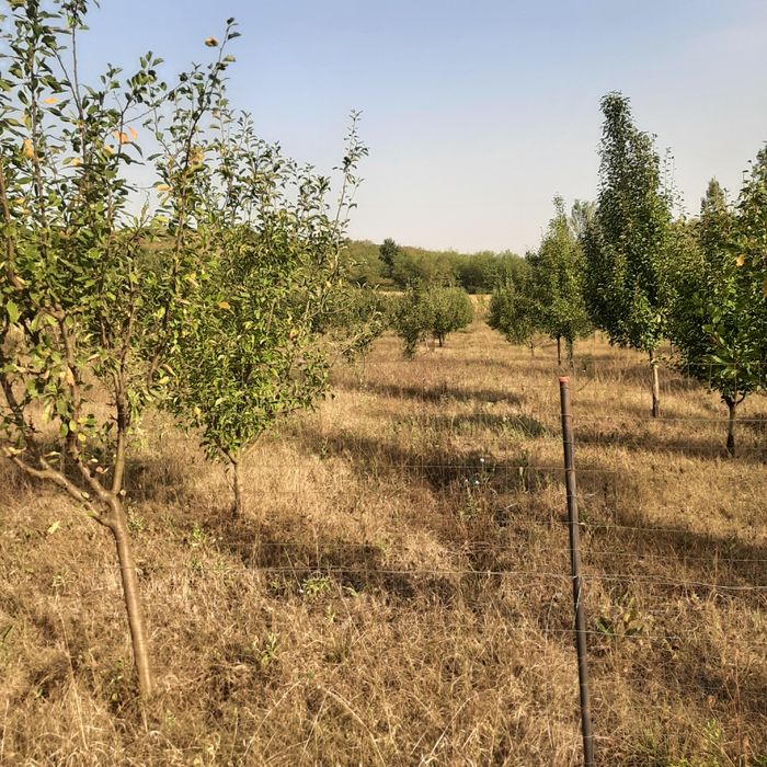 Vind livadă pomi fructiferi
