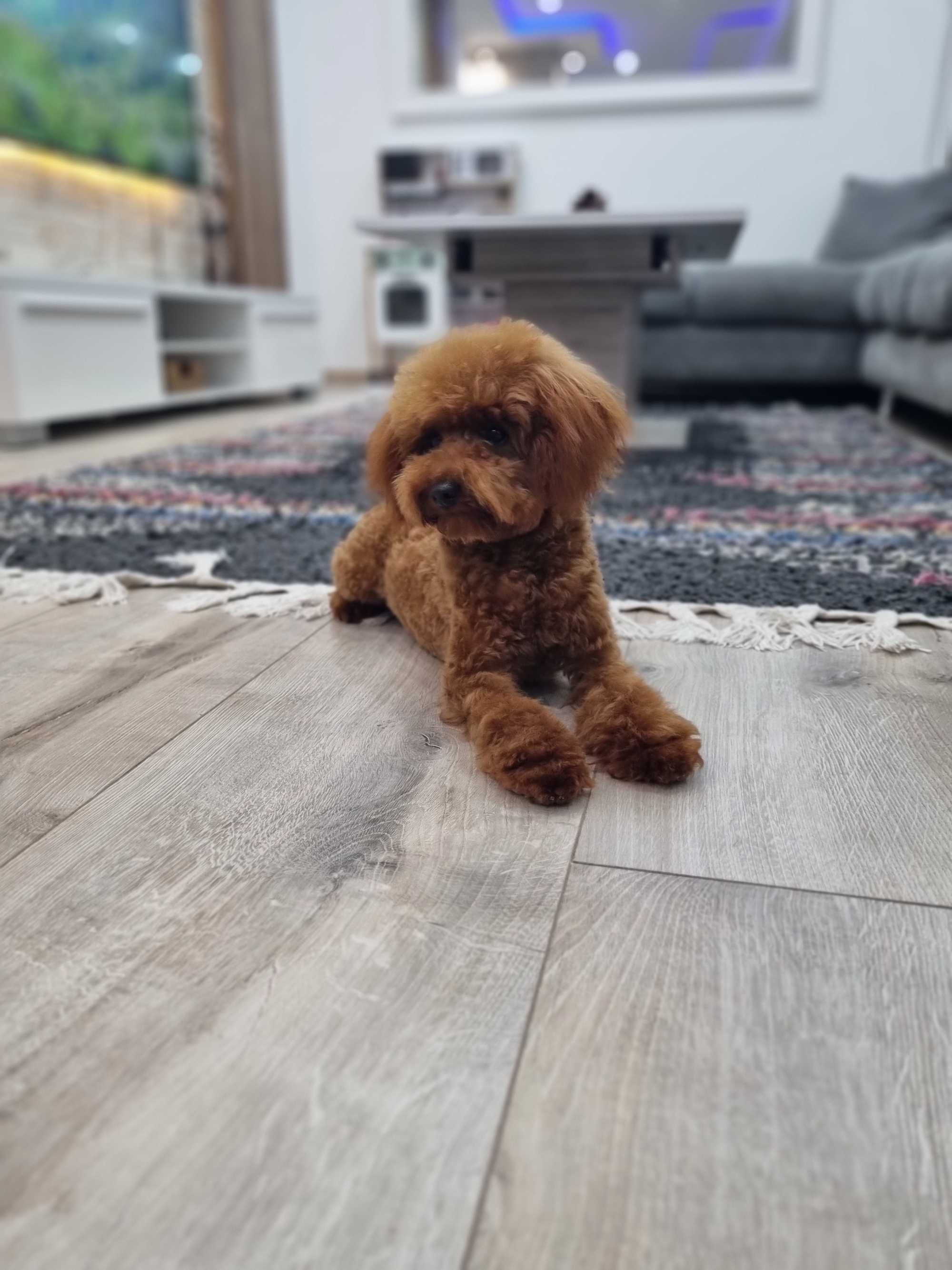 Пудел Той/ Toy Poodle