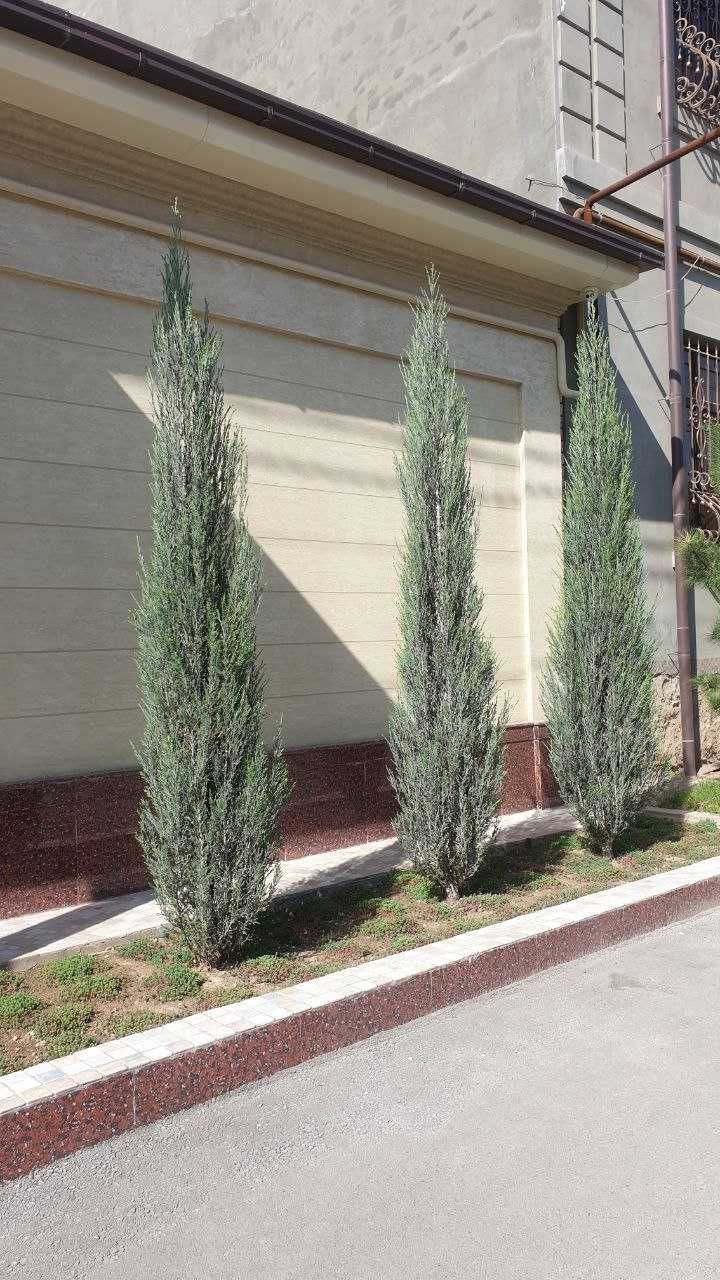 продаются Скайрокеты, Juniperus Skayroket