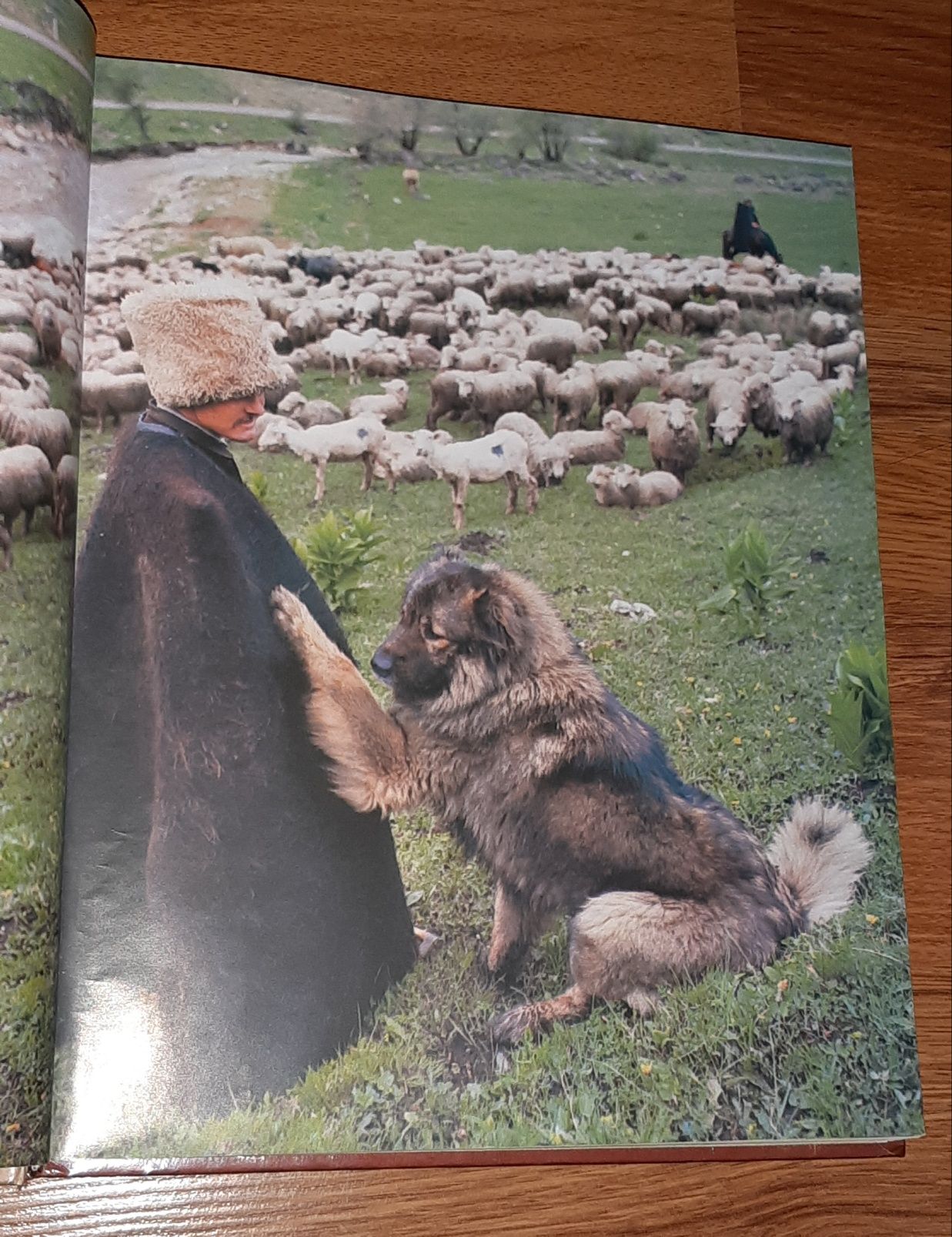 Книга за кучета Наши верные друзья