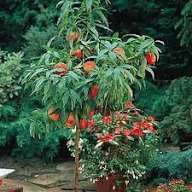 Piersici pitici Triumf