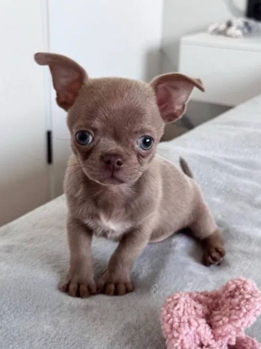 Чихуахуа цепляшик.