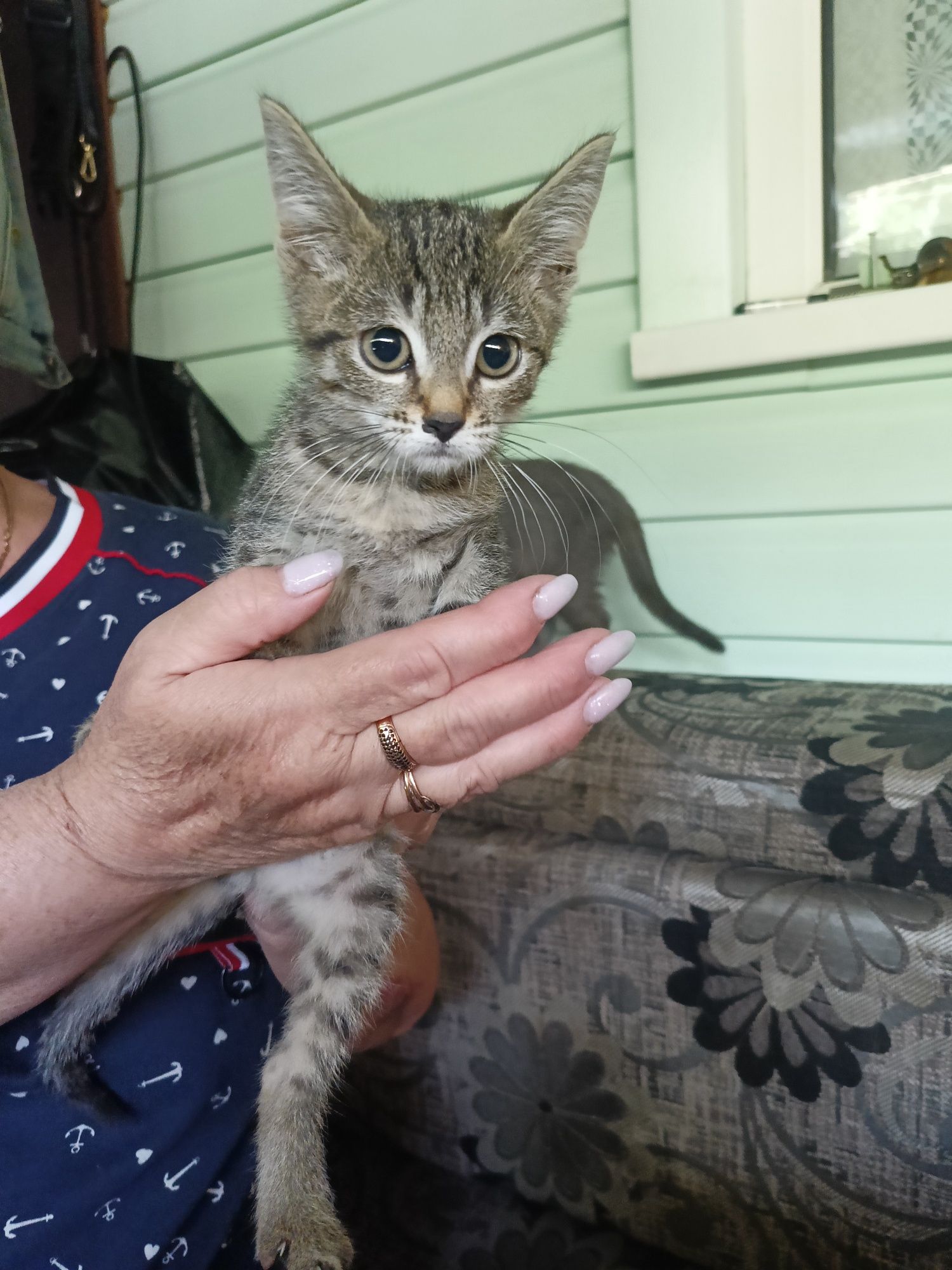 Отдам в добрые руки котят.