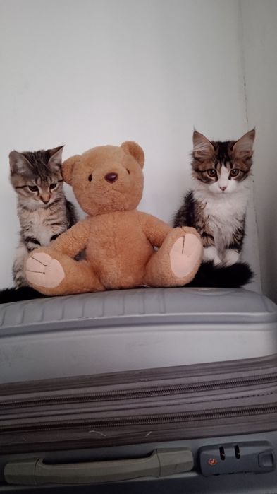 Мушукчалар сотилади.