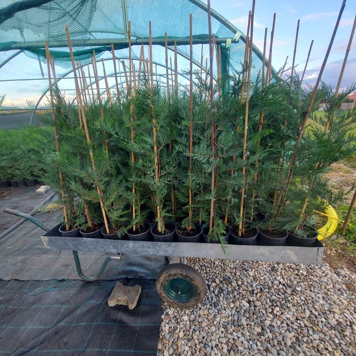 Leylandii 100 cm pentru gard viu