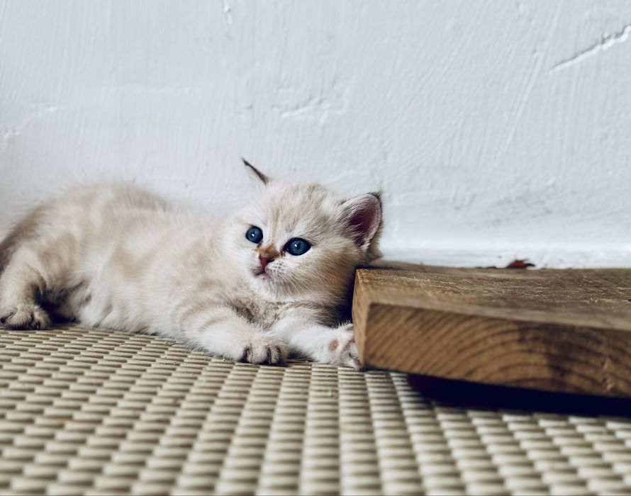 Серебристая шиншилла.девочка