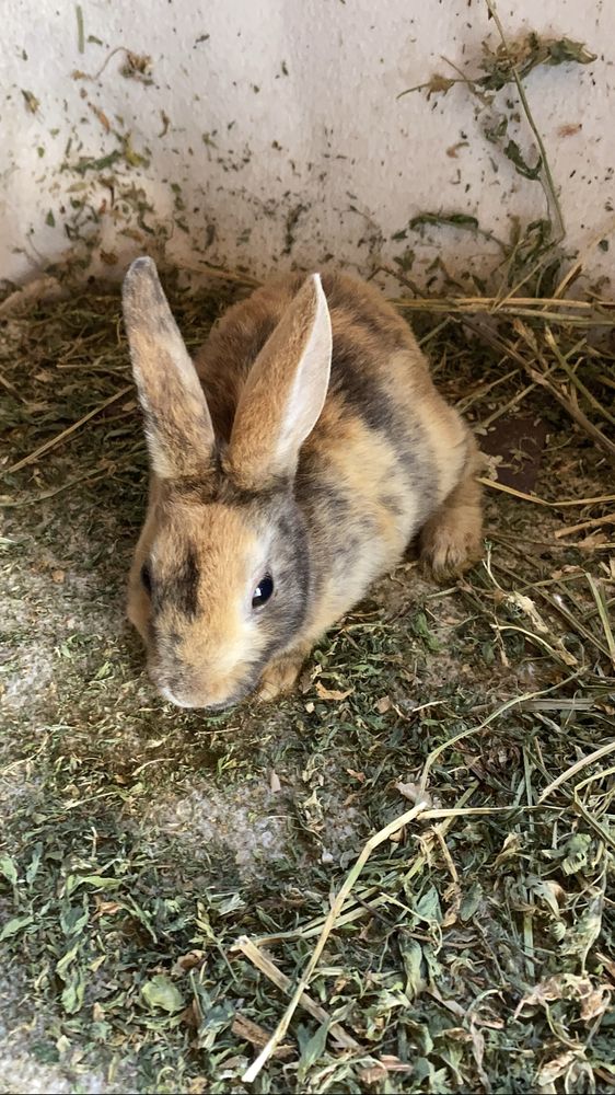 Iepuri Holland Lop si Rex pitic disponibili !