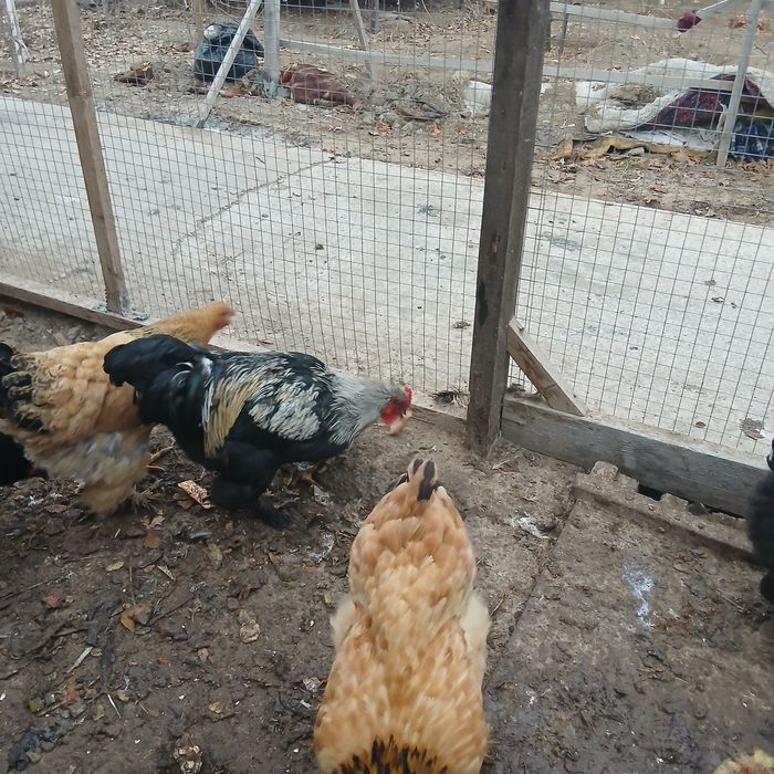 Тауықтар сатам продам