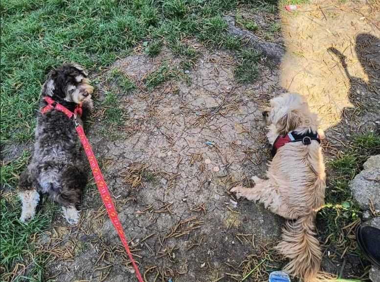 Ingrijire si cazare caini adulti de talie mica sau medie, pet sitting