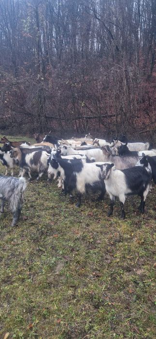 Disponibil 30 de capre