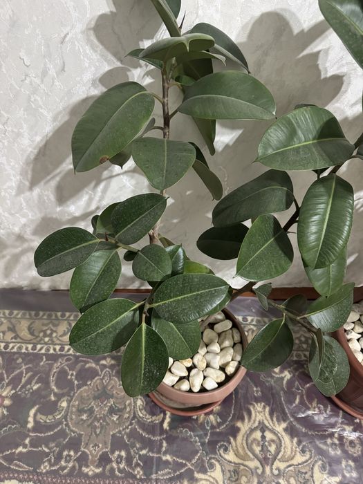 Большие и коасивые цветы которые украсят ваш дом