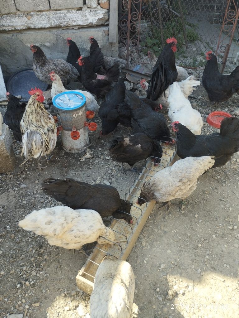 Găini australorp