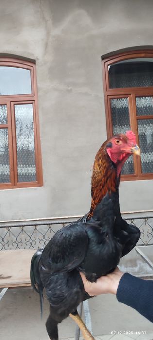 Dakan joja Nemes 6may 4kg Bola Hali Немец петушок 6май 4кг малыш