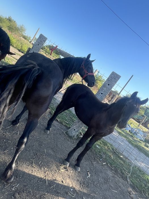 Vand 2 manze de 3 ani o iapa de 9 ani si manza se 6 luni