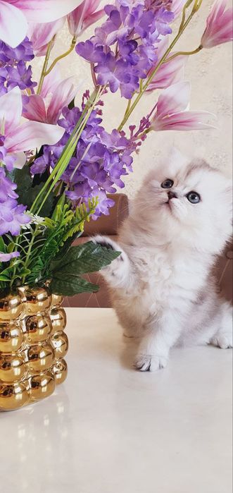 Продается чистокровный котят