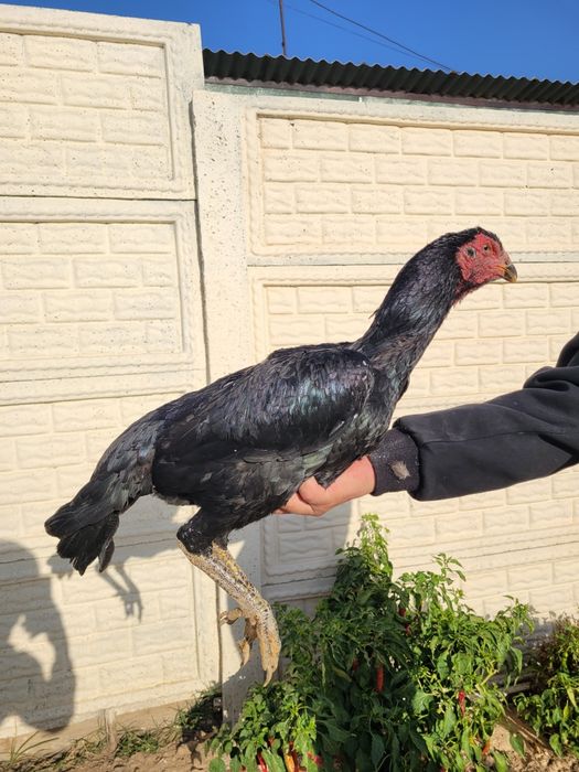 Dakan tovuq sotiladi