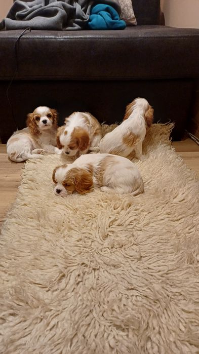 Продавам кавалер кинг чарлз шпаньол