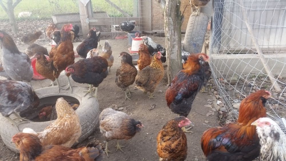 Vând familii de găini Araucana care produc oua verzi fără colesterol