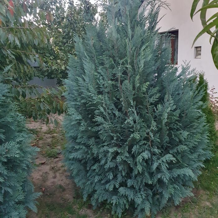 De vânzare tuia argintii