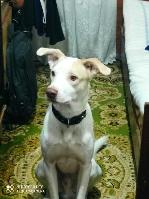 Отдам даром собаку в хорошие руки