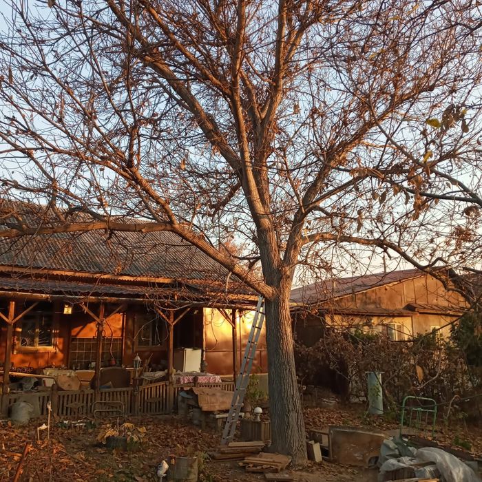 Отдам бесплатно орех