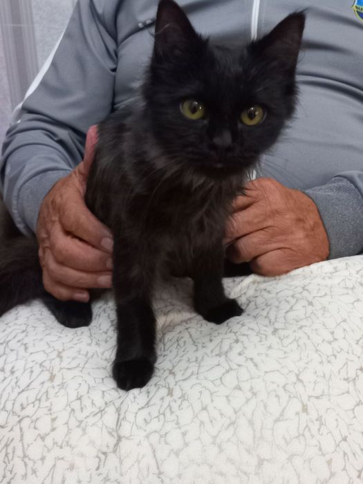 В добрые руки пристраивается!