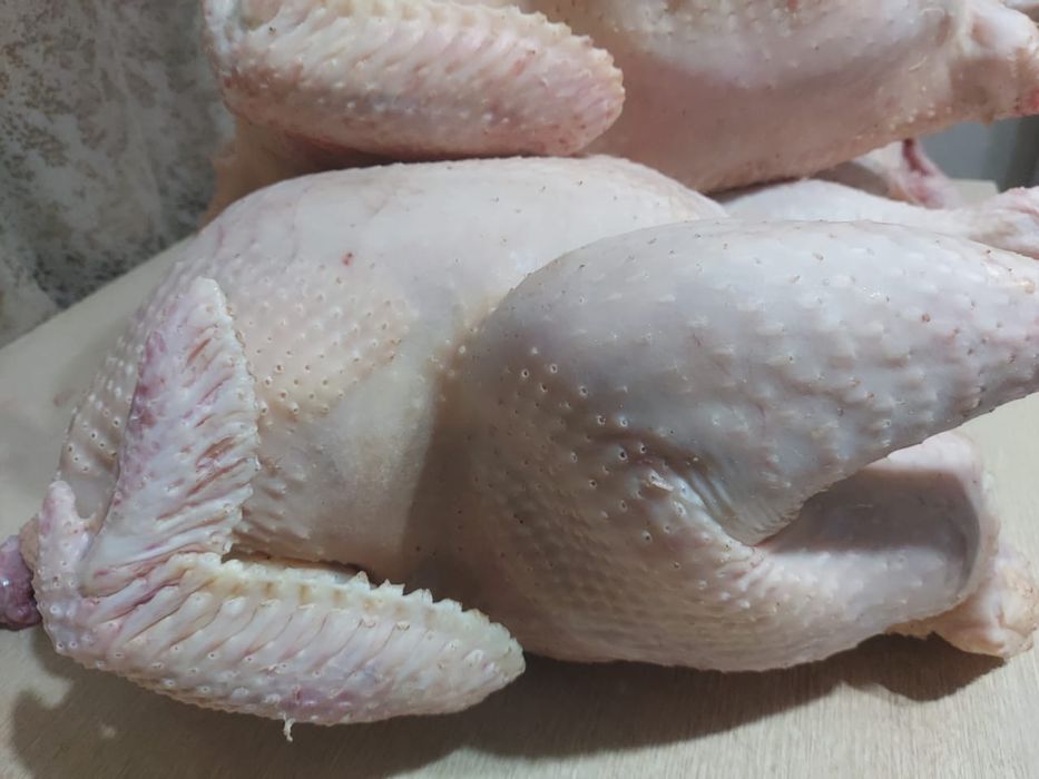 Домашняя индейка