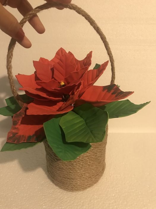 Poisenttia, Floarea Craciunului