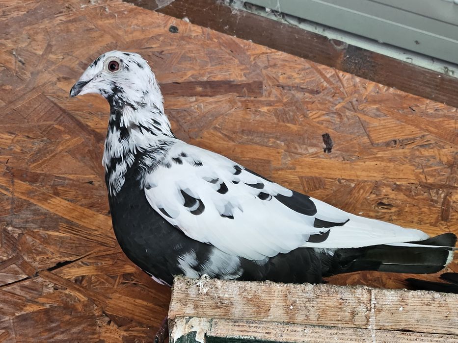 Porumbei voiajori ornament,carunculati, nu răspund  la mesaje