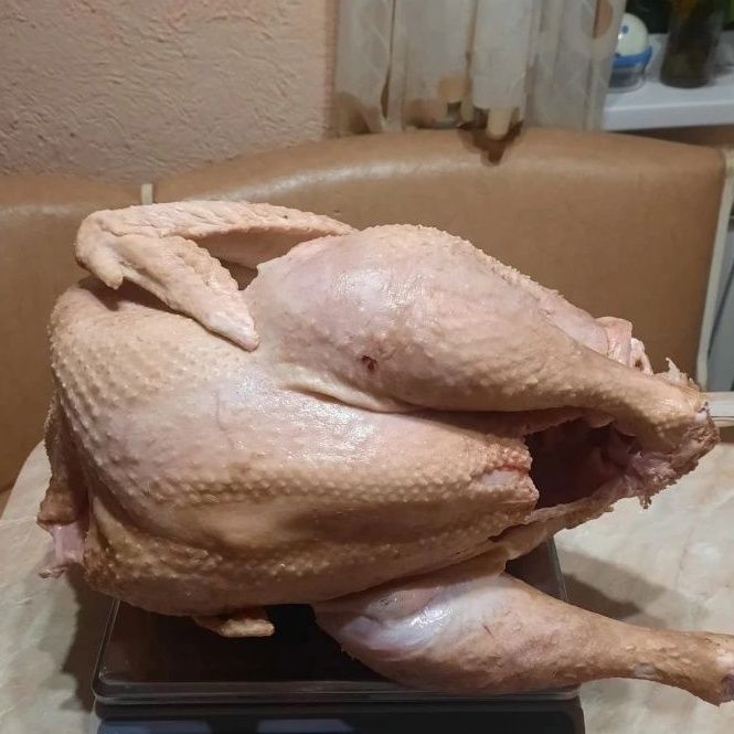 ИНДЮК домашний 3000тг