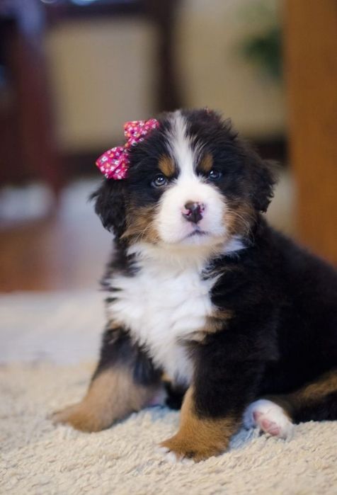 Ciobănesc de Berna F