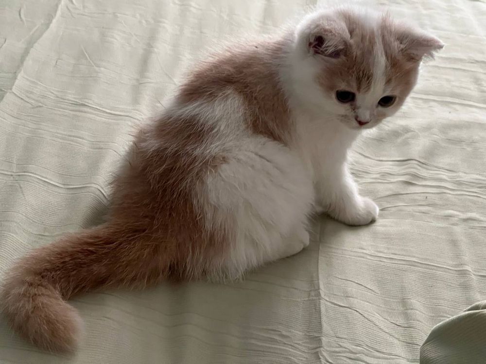 Котенок хорошийй