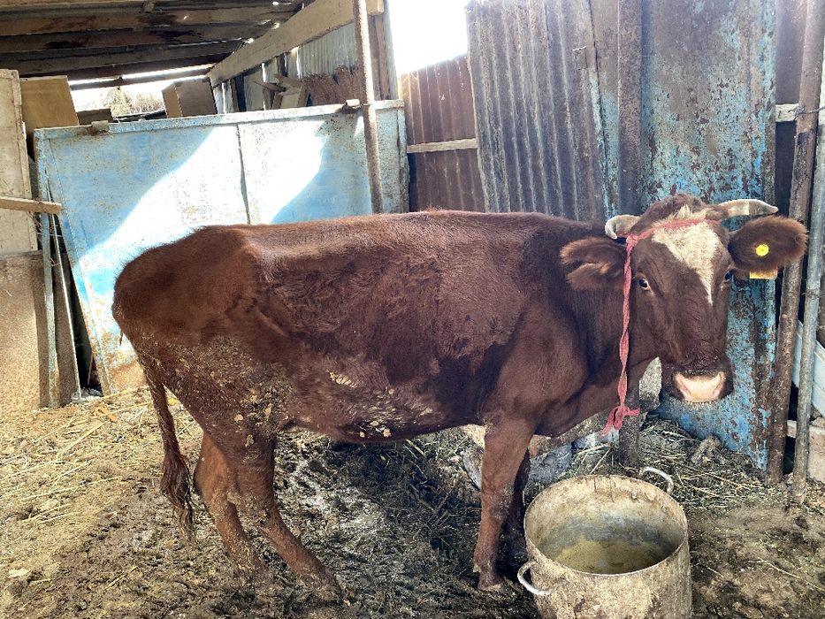 Сиыр бузауымен сатылады!