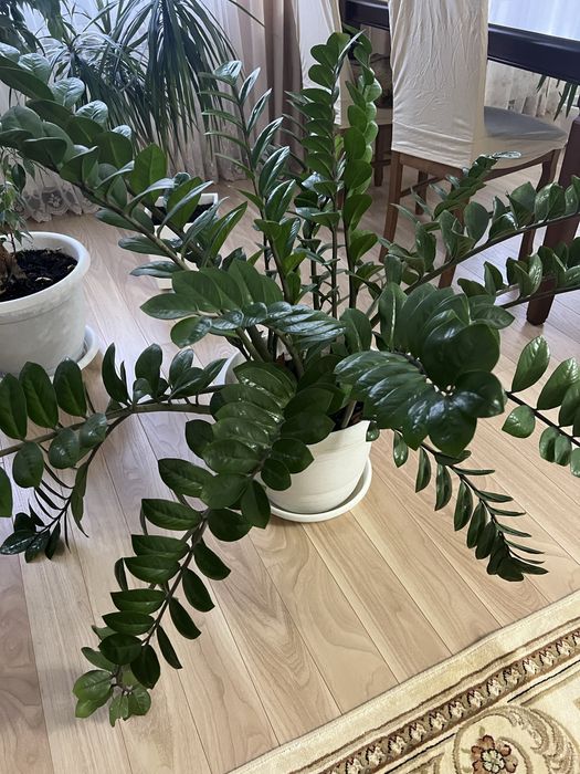 Замиокулькас - доллоровое