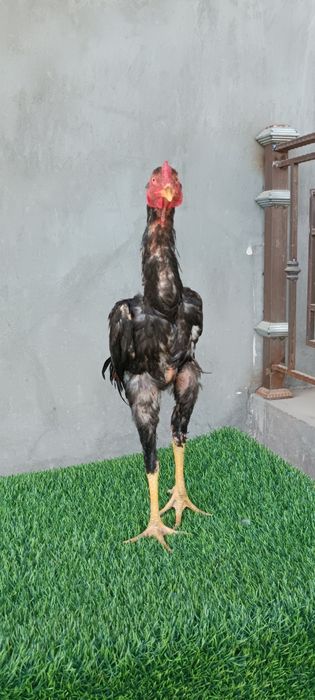 Dakan joja xoroz sotiladi