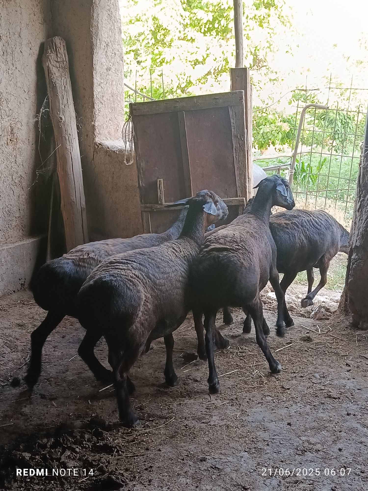Qo'ylar sotiladi