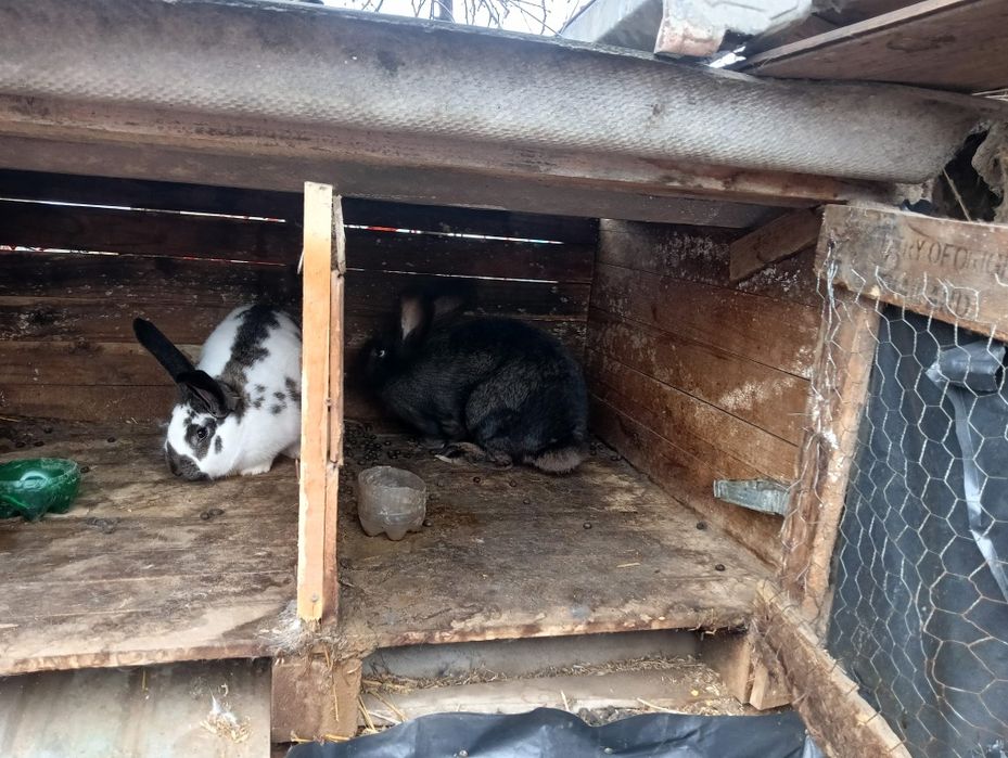 De vânzare 3 iepuroaice