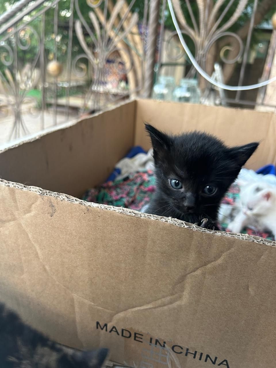 Котят раздаем (6 котят)